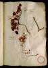  Fol. 15 

Brassica marina sive Soldanella Officinis. Alyssum aliud. Cicer sacerdotale [ x ]